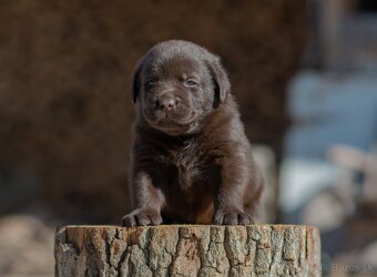 Labrador retriever s PP,  Labradorsky retriever - 4