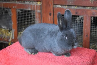 Predam Viedensky modry - 4