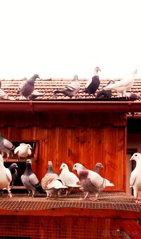 Poštové holuby samčeky - 4