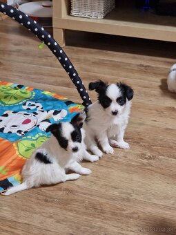 Papillon steniatka - 4