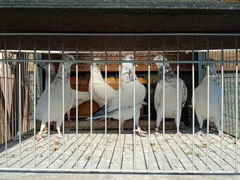 vysokoletky holuby - 4