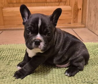Francúzsky buldoček,buldog,bulldog - 4