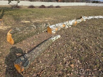 Lipove drevo pre rezbarov - 4