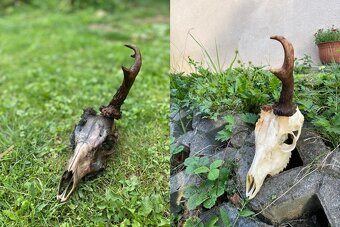 Vyváranie poľovníckych trofejí - 4