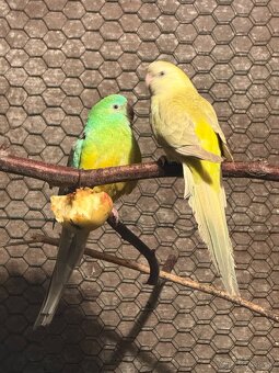 Predám papagáje spevavé a korely - 4