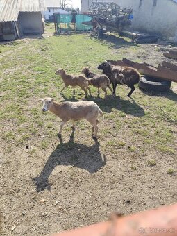 Predám Kamerunske ovce - 4