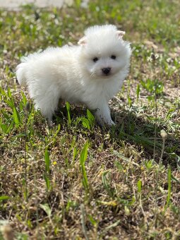 pomeranian - 4