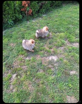 Oranžový špic -Pomeranian - 4
