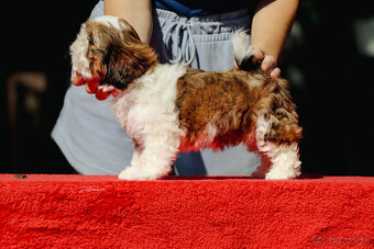 Shih-tzu fenka s PP (shihtzu, shih tzu , šicu, sicu) - 4