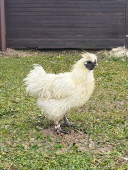 Kohút Hodvábničky (Silkie) - 4