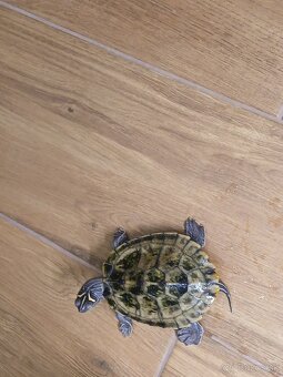 Pekné korytnačky vodné - pár - 4