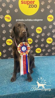 Flat coated retriever - 4