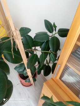 Ficus kaučukovník - 4