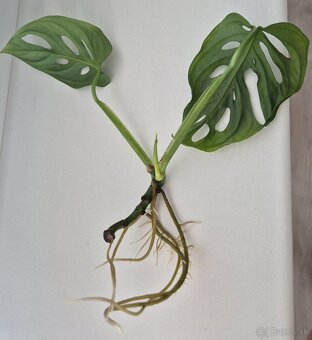 Monstera adansonii - zakorenená 4€ - 4