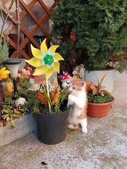 Darujem hravých a rozkošných kocúrikov - 4