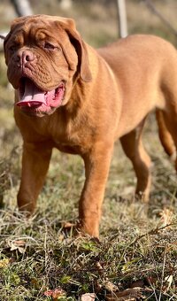 Bordeauxská doga s PP pes - 4