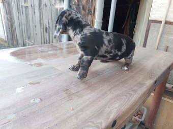 Predám jazveciky steniatka - 4