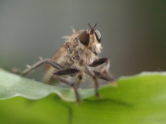 Olympus M.Zuiko Digital ED 60 f2,8 Macro - 4