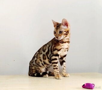 Bengálske mačiatka na predaj - 4
