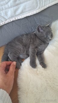 Roztomilé sivé mačiatko hľadá milujúci domov - 4