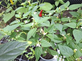 Chilli sadenice - rastliny - 4