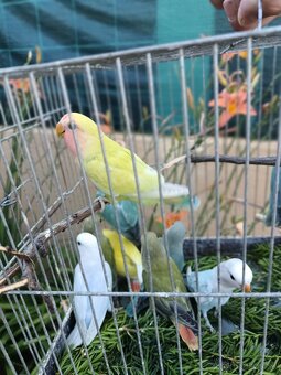 Agapornis ruzovohrdly - 4