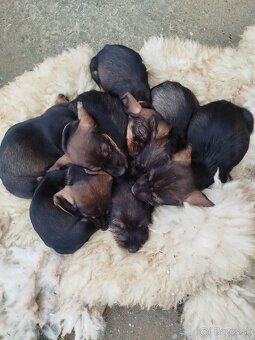 Jazvečík hrubosrsty - 4