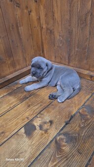 cane corso - 4