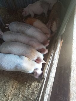 Odstavčata 25kg - 4