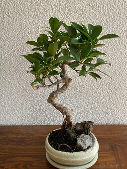 Fikus Ficus Retusa bonsaj1 - 4