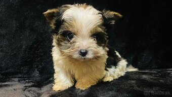 Yorkshirsky teriér, Yorkshire, Biewer, Jork - 4