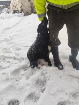 Predám Border koliu - 4