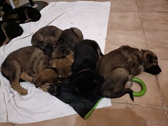 Nemecký ovčiak - 4