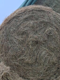 Seno-slama-pšenica - 4