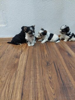 Yorkshirsỳ terier mini - 4