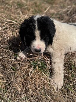Landseer - 4
