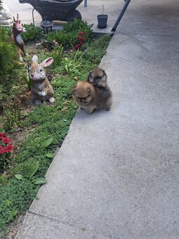 Pomeranian mini - 4