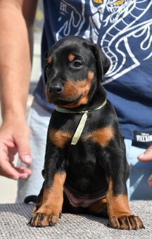 Doberman - 4