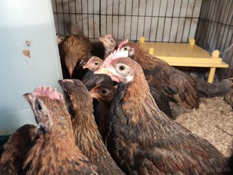 (P) sliepky bantamky liliputky ayam serama japonka chabo - 4