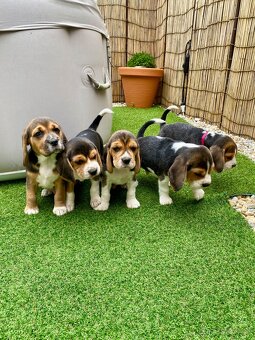 BÍGL , BÍGEL , BEAGLE - 4