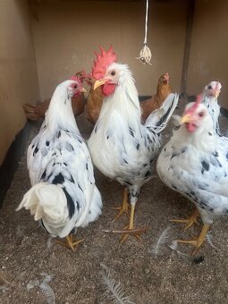 Vlaška exchequer - 4