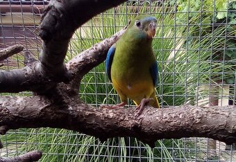 Neofema tyrkysová - 4