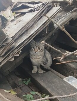 Darujeme mačičky - 4