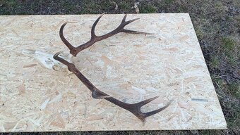 Jelenie parohy,zhody trofeje - 4