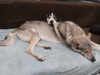 Československý vlčiak - 4