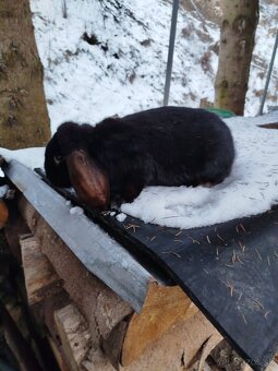 Francúzsky baran - 4