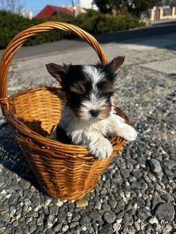 Yorkshire teriér mini - 4