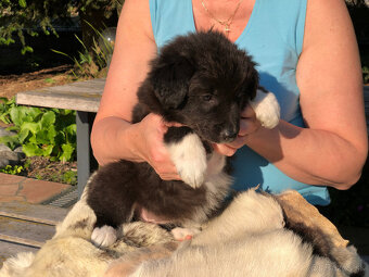 border kólia (collie, kolia) - 4