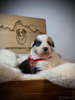 Austrálsky ovčiak s PP - 4