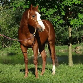Quarter horse žrebec - 4